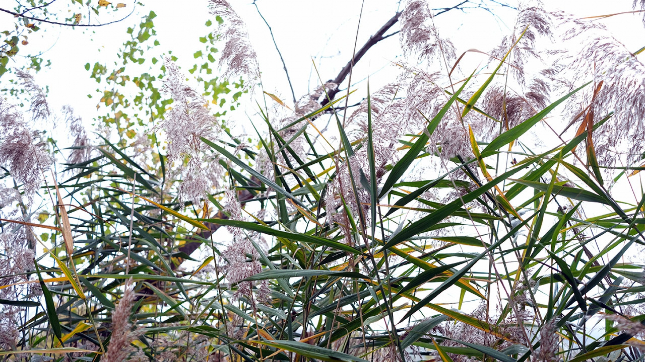 Le chevalier guignette