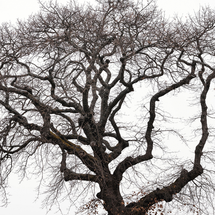 Saint-Auban, l'étrange poésie